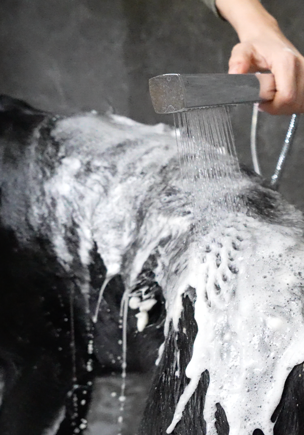 pet conditioners and grooming sprays on a table by a bathtub