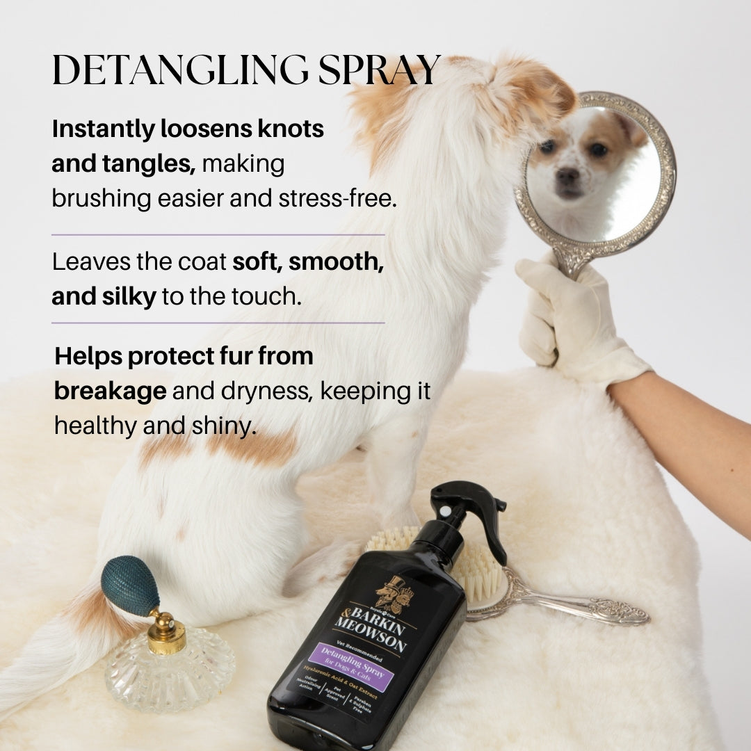 Dog being groomed with a detangling spray, surrounded by grooming tools on a white background.