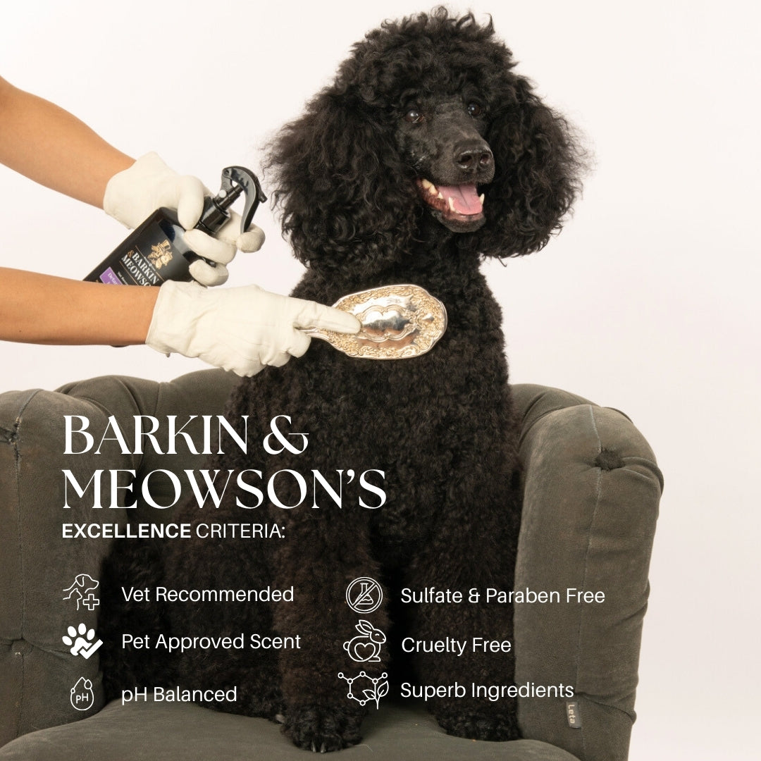 Black dog being groomed with a brush, wearing gloves holding grooming products, on a neutral background.